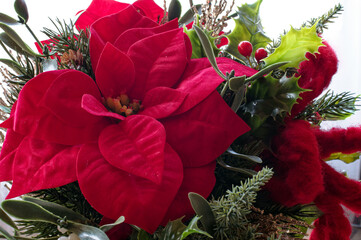 Christmas floral decoration: close-up of a poinsettia, Euphorbia pulcherrima