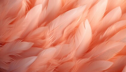 Obraz premium peach pastel feathers,soft light texture high-angle view , 2024 color of the year 