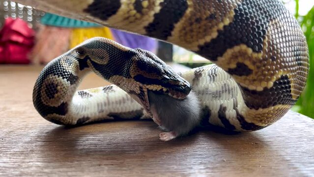 snake eating a mouse, Closeup feeding