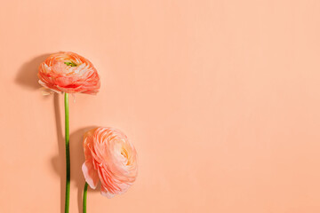 Peach color ranunculus isolated on pastel background.