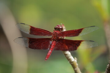 Red dragonfly with a blurry background