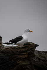 Seagulls perched on a rock