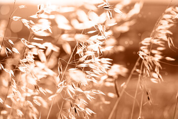 Blurred scene of nature beautiful scene of nature field in sunlight Flower background. Beautiful...