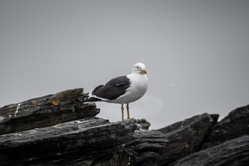 Seagulls perched on a rock