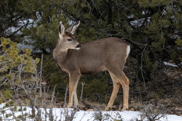 Obraz premium Mule Deer (Odocoileus hemionus) in Grand Canyon National Park. Standing in forest, looking behind itself. Snow on ground. 