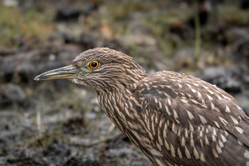 Fish hunting bird in a swamp