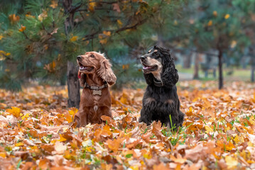 two American cocker spaniel dogs sitting under a pine tree among yellow fallen leaves in autumn