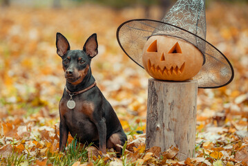 little pinscher dog in the park with pumpkin head halloween