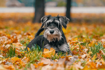 miniature schnauzer dog lying in yellow autumn fallen leaves in the park