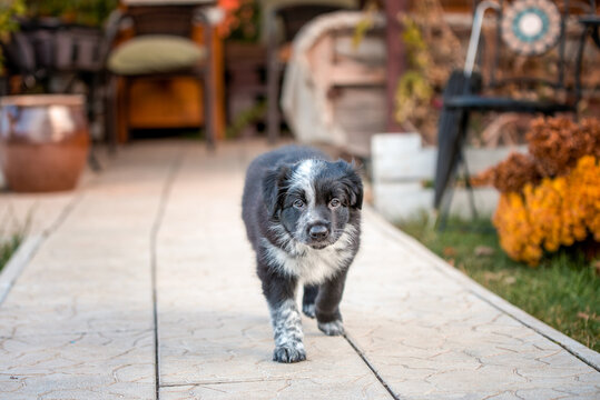 black and white border collie puppy walking along the path in the backyard of the mansion in autumn