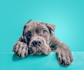 one cane corso puppy on a colored background