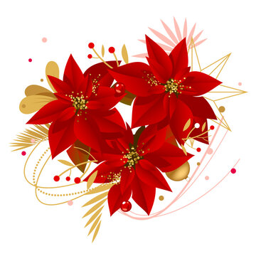 Tropical poinsettia flowers for Christmas