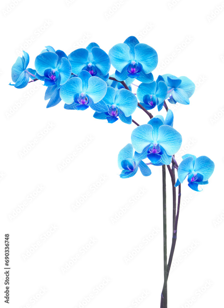 Wall mural purple orchid branch