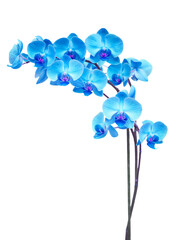 purple orchid branch