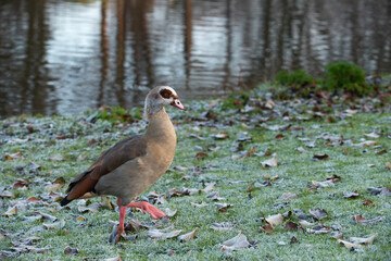 Adult Nile or Egyptian  goose (Alopochen aegyptiaca) walks on grass covered with frost