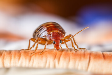 Fototapeta premium Bedbug Close up of Cimex hemipterus - bed bug on bed background created with Generative Ai