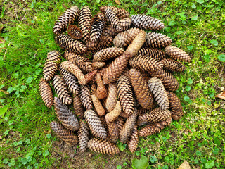 Background of fir cones and green fir branches. The concept of the new year of Christmas