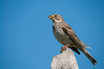 Corn bunting (Emberiza calandra) on a tree stump with blue sky in the background.