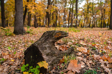 A log in the autumn forest, a beautiful natural landscape