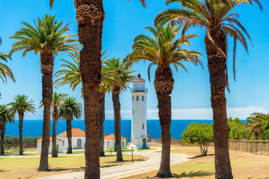 Palm trees around the Point Vicente Lighthouse in Ranchos Palos Verdes, California, USA