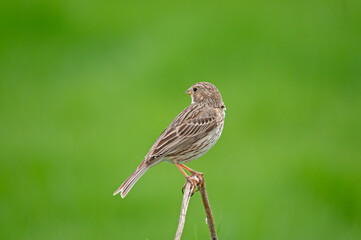 Corn Bunting (Emberiza calandra) on a branch.  Green blurred background.