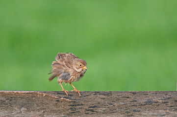 Egyptian bunting (Emberiza calandra) cleaning its feathers on a board. Green background.