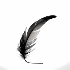 feather isolated on white