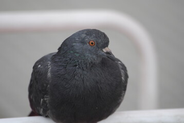 paloma