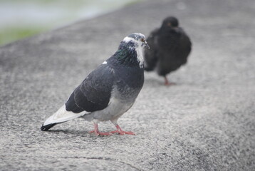 palomas