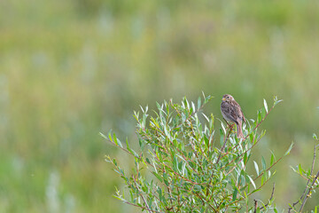 Egyptian bunting (Emberiza calandra) on green leafy tree branch. Green background.