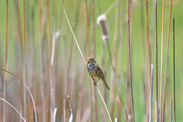 Egyptian bunting (Emberiza calandra) on reed, among yellow reeds. Blurred background.