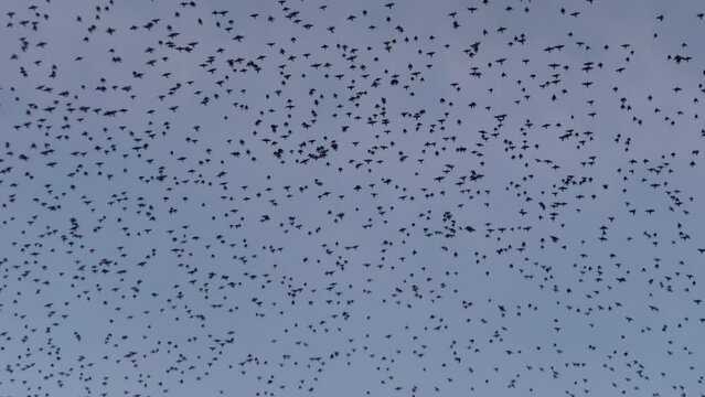 Thousands of birds take off at the same time from large tree and fill the sky as they fly away.