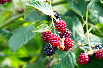 Red rasberries and the green leaves of the plant