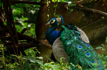 The Indian peafowl (Pavo cristatus), the common peafowl, and blue peafowl