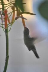 colibrí © fabian