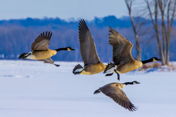 Canada Geese Take off Over Frozen Mississippi River