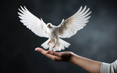 Hand holding a white dove at a sunny day
