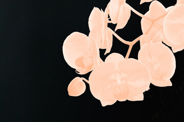 Branch of orchid flowers toned in peach fuzz color on dark background