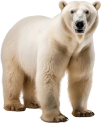 Foto op Plexiglas Picture of a polar bear isolated on transparent background, png © Zamora Design