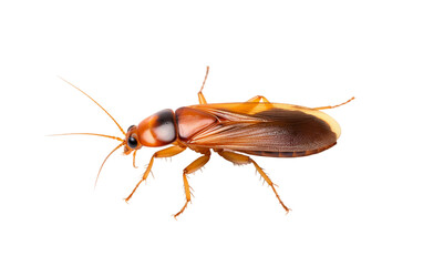Cockroach insect isolated on a transparent background.