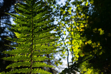 Common fern Dryopteris filix-mas in the woods in the sunlight