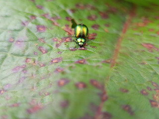 Dock beetle on dock