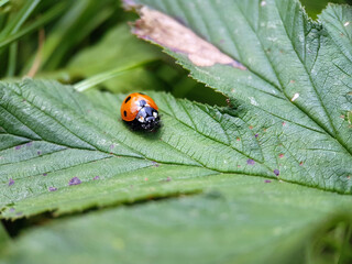 ladybug on green leaf