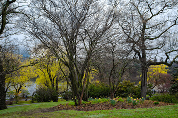 Fototapeta na wymiar High Park during the Cherry blossom, in a rainy spring day, ON, Toronto