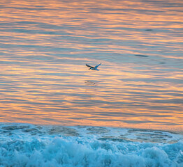 Ave com peixe no mar em voo