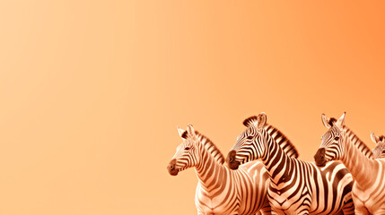 A group of zebras are standing together. Monochrome peach fuzz background.