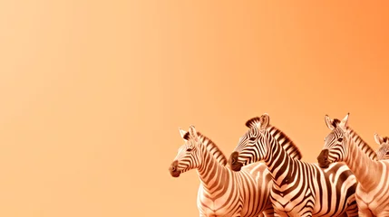  A group of zebras are standing together. Monochrome peach fuzz background. © tilialucida