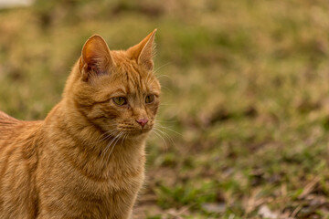 Close up portrait of a red cat on a background of grass. in the summer on the street. The cat looks sad. Head with protruding ears. Big white mustache.