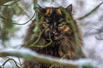 Naklejka na ściany i meble Tortoiseshell (tortie) Persian smoky cat on a tree branch. The cat looks through the branches. The coat is thick and voluminous, the color is black and red, the eyes are green.
