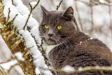 Portrait of a young gray cat with bright yellow eyes sitting on a tree branch and snow in winter with good light weather. The cat is covered a snow flakes.